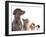 Cocker Spaniel Puppy And British Cat-Lilun-Framed Photographic Print