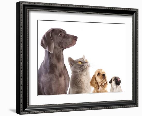 Cocker Spaniel Puppy And British Cat-Lilun-Framed Photographic Print