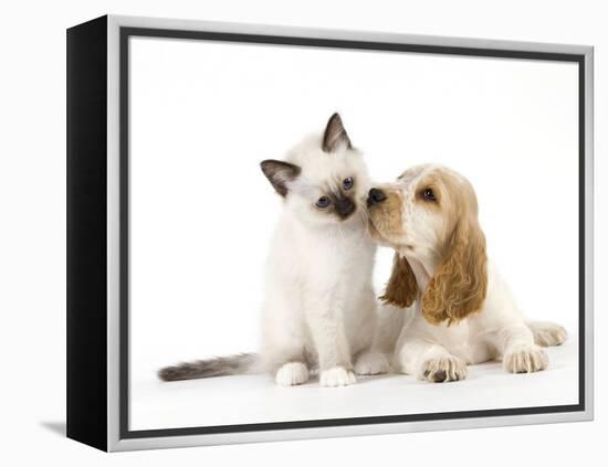 Cocker Spaniel with Cat Birman Kitten-null-Framed Premier Image Canvas