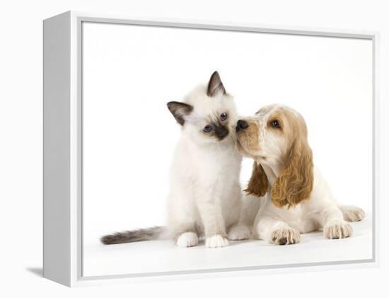 Cocker Spaniel with Cat Birman Kitten-null-Framed Premier Image Canvas