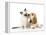 Cocker Spaniel with Cat Birman Kitten-null-Framed Premier Image Canvas