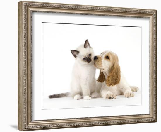 Cocker Spaniel with Cat Birman Kitten-null-Framed Photographic Print