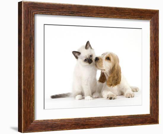 Cocker Spaniel with Cat Birman Kitten-null-Framed Photographic Print