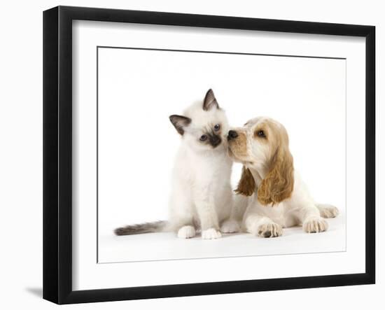 Cocker Spaniel with Cat Birman Kitten-null-Framed Photographic Print