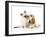 Cocker Spaniel with Cat Birman Kitten-null-Framed Photographic Print