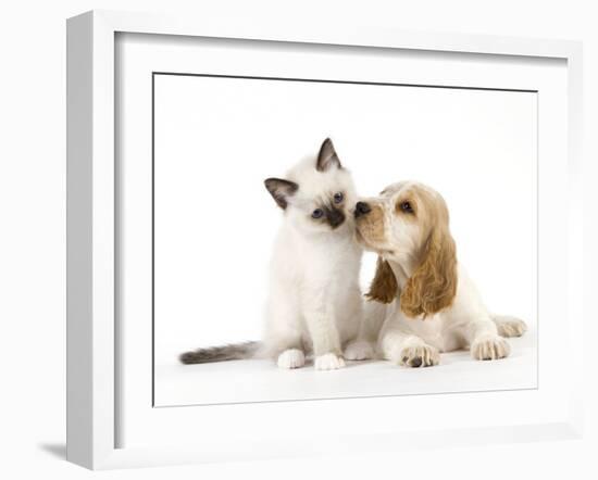 Cocker Spaniel with Cat Birman Kitten-null-Framed Photographic Print