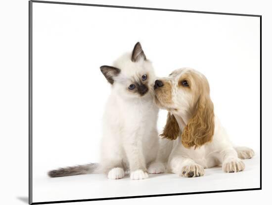 Cocker Spaniel with Cat Birman Kitten-null-Mounted Photographic Print