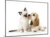 Cocker Spaniel with Cat Birman Kitten-null-Mounted Photographic Print