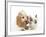 Cocker Spaniel with Cat Birman Kitten-null-Framed Photographic Print
