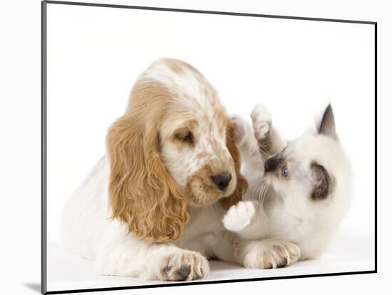 Cocker Spaniel with Cat Birman Kitten-null-Mounted Photographic Print