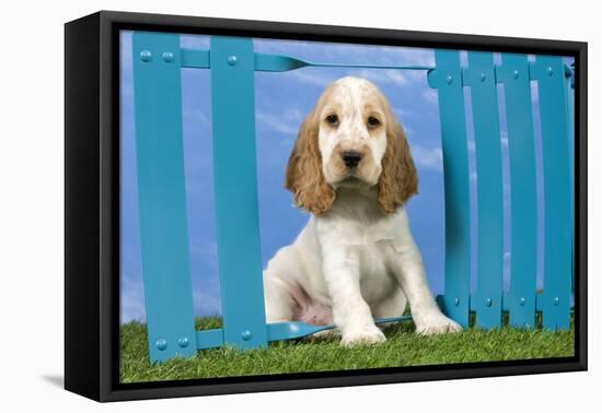 Cocker Spaniel-null-Framed Premier Image Canvas