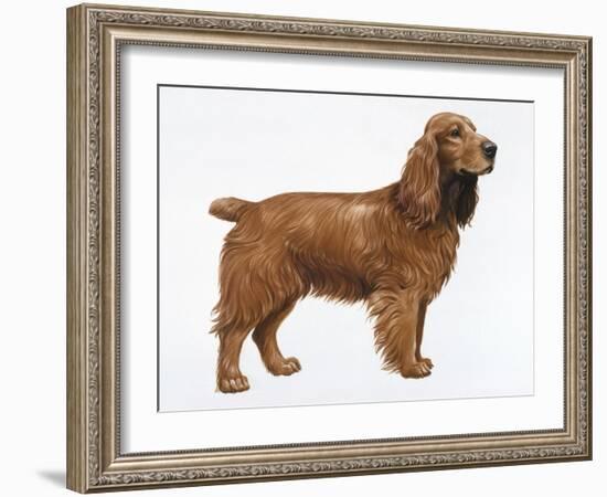 Cocker Spaniel-Harro Maass-Framed Giclee Print