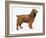 Cocker Spaniel-Harro Maass-Framed Giclee Print