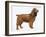 Cocker Spaniel-Harro Maass-Framed Giclee Print