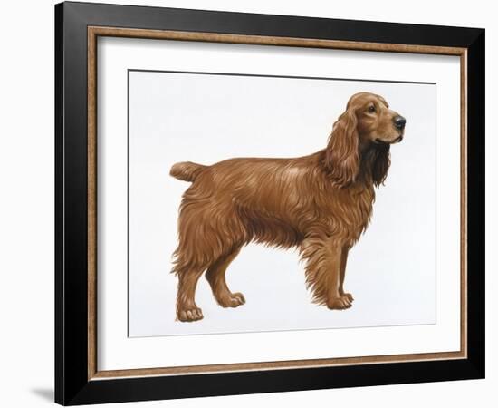 Cocker Spaniel-Harro Maass-Framed Giclee Print