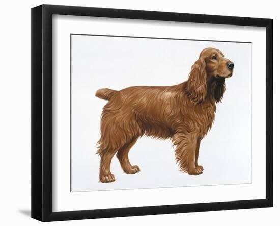 Cocker Spaniel-Harro Maass-Framed Giclee Print