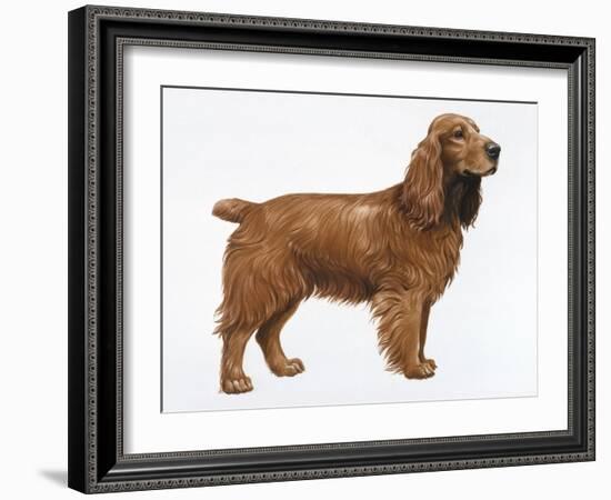 Cocker Spaniel-Harro Maass-Framed Giclee Print