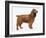 Cocker Spaniel-Harro Maass-Framed Giclee Print