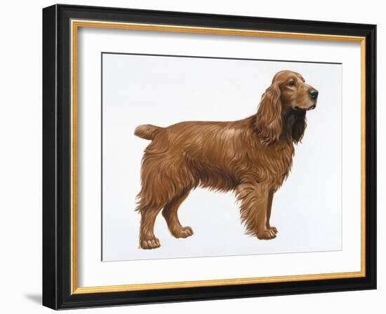 Cocker Spaniel-Harro Maass-Framed Giclee Print