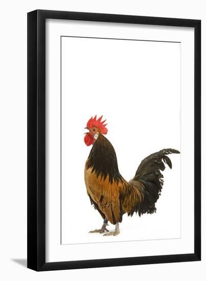 Cockerel Breed Bassette Liegeoise in Studio-null-Framed Photographic Print