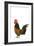 Cockerel Breed Bassette Liegeoise in Studio-null-Framed Photographic Print