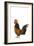 Cockerel Breed Bassette Liegeoise in Studio-null-Framed Photographic Print