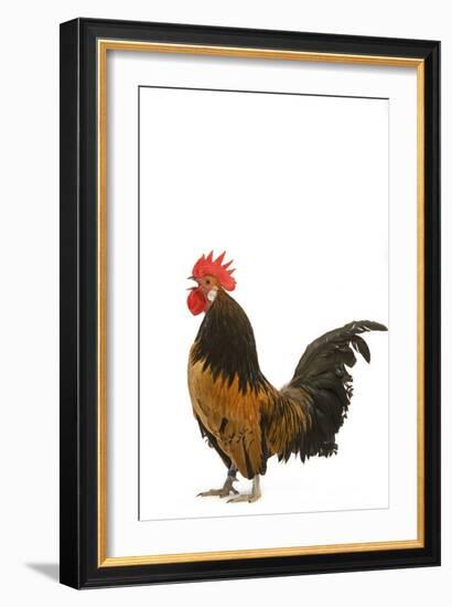 Cockerel Breed Bassette Liegeoise in Studio-null-Framed Photographic Print