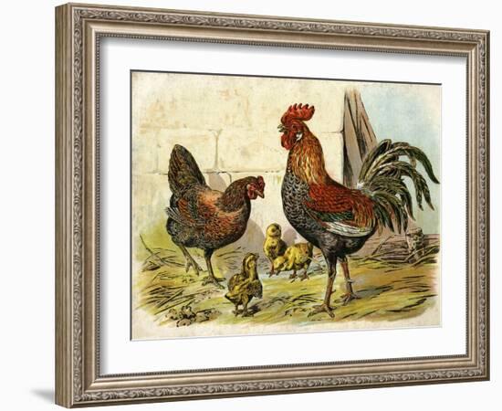 Cockerel, Hen and Chicks in a Farmyard-null-Framed Art Print