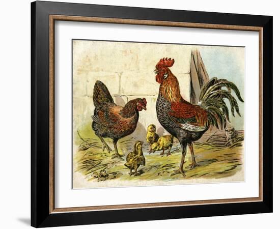 Cockerel, Hen and Chicks in a Farmyard-null-Framed Art Print