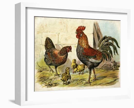 Cockerel, Hen and Chicks in a Farmyard-null-Framed Art Print