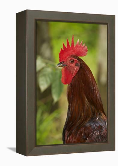 Cockerel-null-Framed Premier Image Canvas