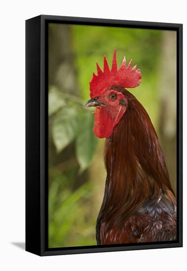 Cockerel-null-Framed Premier Image Canvas