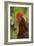 Cockerel-null-Framed Photographic Print