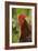 Cockerel-null-Framed Photographic Print