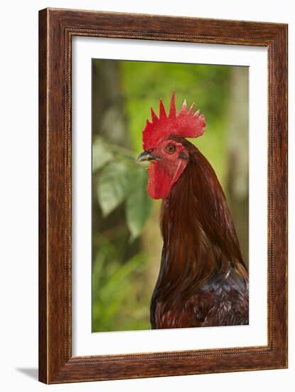 Cockerel-null-Framed Photographic Print