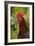 Cockerel-null-Framed Photographic Print