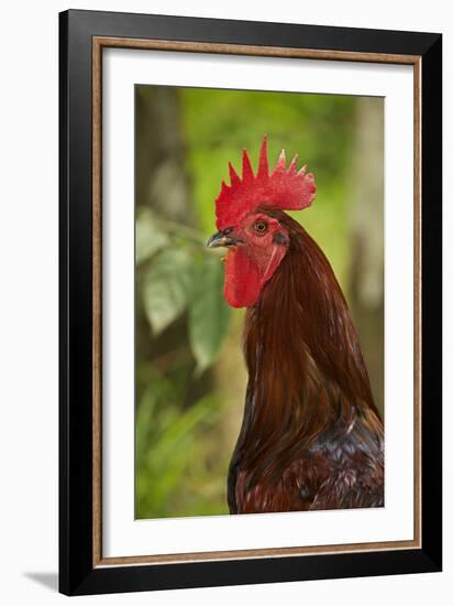 Cockerel-null-Framed Photographic Print