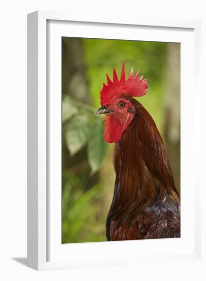 Cockerel-null-Framed Photographic Print