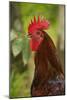 Cockerel-null-Mounted Photographic Print