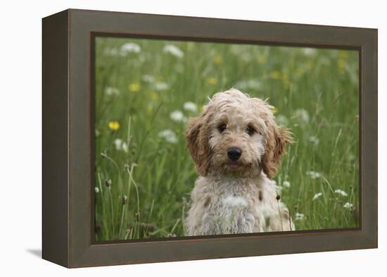 Cockerpoo 01-Bob Langrish-Framed Premier Image Canvas