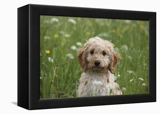 Cockerpoo 01-Bob Langrish-Framed Premier Image Canvas