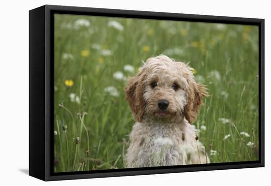 Cockerpoo 01-Bob Langrish-Framed Premier Image Canvas