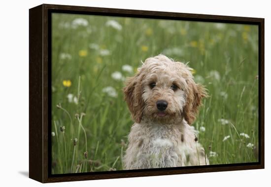 Cockerpoo 01-Bob Langrish-Framed Premier Image Canvas