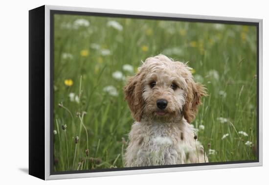 Cockerpoo 01-Bob Langrish-Framed Premier Image Canvas