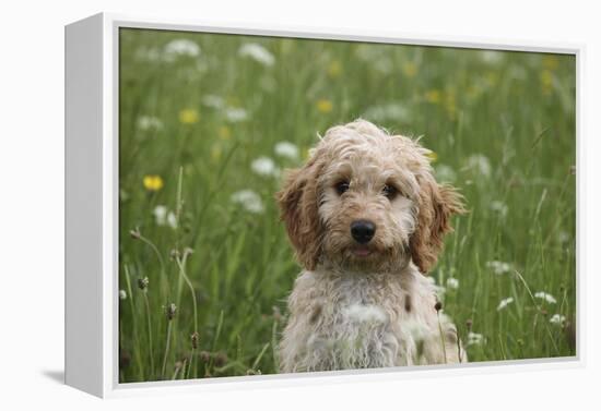 Cockerpoo 01-Bob Langrish-Framed Premier Image Canvas