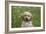 Cockerpoo 01-Bob Langrish-Framed Photographic Print