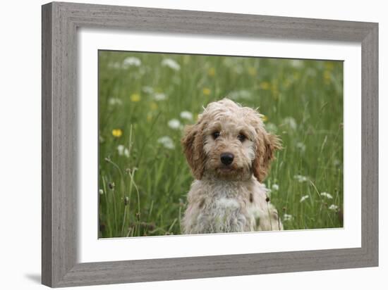 Cockerpoo 01-Bob Langrish-Framed Photographic Print