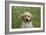 Cockerpoo 01-Bob Langrish-Framed Photographic Print