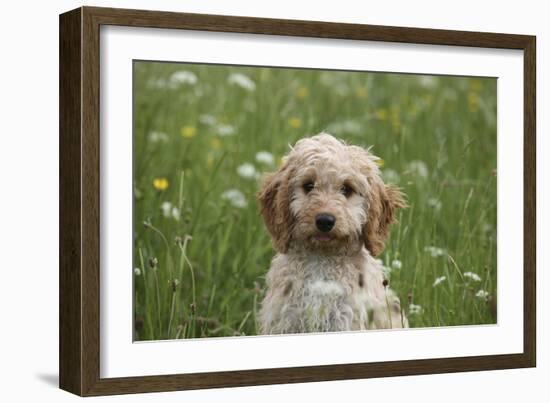 Cockerpoo 01-Bob Langrish-Framed Photographic Print