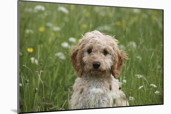 Cockerpoo 01-Bob Langrish-Mounted Photographic Print